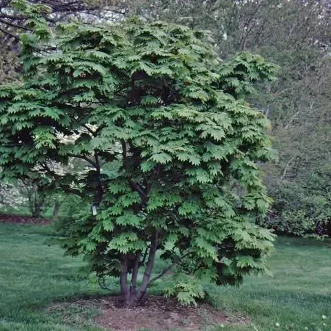 thumbnail for publication: Acer japonicum: Japanese Maple, Fullmoon Maple, Peacock Maple